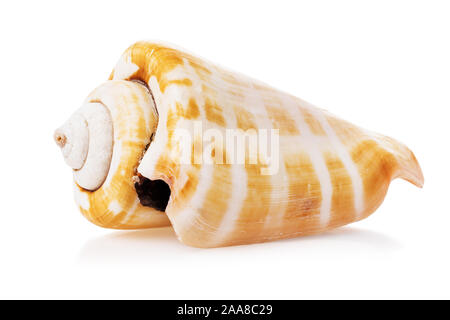 Kegelförmige seashell auf weißem Hintergrund. Souvenirs Stockfoto