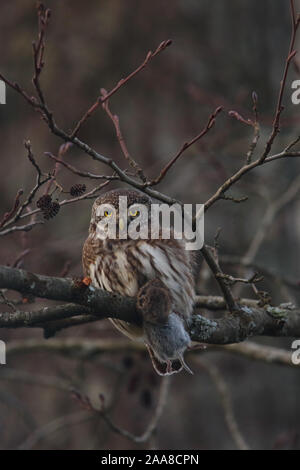 Eurasische Zwergkauz (Glaucidium passerinum) mit einer Maulwurm Stockfoto