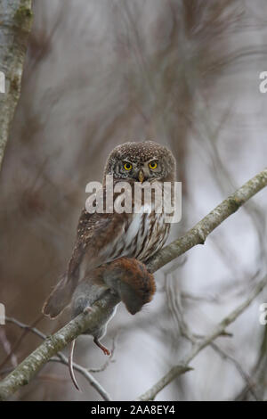 Eurasische Zwergkauz (Glaucidium passerinum) mit einer Maulwurm Stockfoto