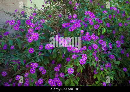 Lycianthes rantonnetii Syn. Solanum in einem geschützten Innenhof wachsen - Mediterranes Klima Stockfoto