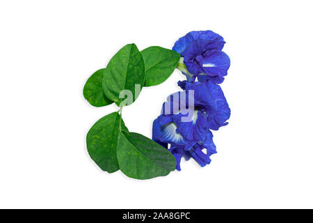 Butterfly pea mit grünen Blättern und Rebe auf weißem Hintergrund. Stockfoto