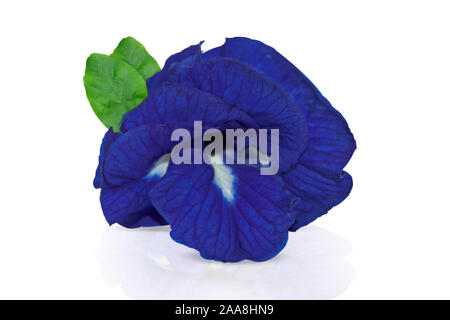 Frische Butterfly pea Pea Blumen auf weißem Hintergrund Stockfoto