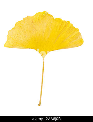 Einzelne gelbe Autum-blatt von gingko (Ginkgo biloba) auf weißem Hintergrund Stockfoto