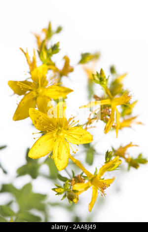 Heilpflanze aus meinem Garten: Johanniskraut (Hypericum perforatum perforieren St John's - würze) gelbe Blumen und grüne Blätter auf weißem Hintergrund Detail v isoliert Stockfoto