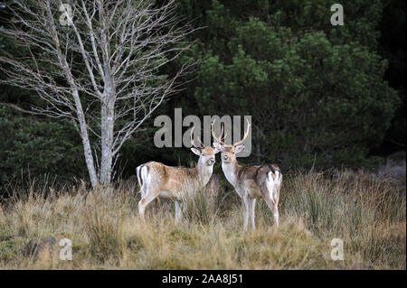 Paar Damhirsch im Wald in Strath Tummel, Perthshire, Schottland, Großbritannien. Stockfoto