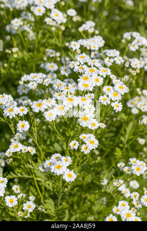 Weiß blühenden Mutterkraut oder Bachelor Tasten (Tanacetum parthenium) mit Stängel und Blätter im Freien im Garten Stockfoto