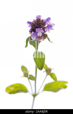 Heilpflanze aus meinem Garten: prunella vulgaris (Gemeinsame selbst heilen) einzelne Blume mit Blättern auf weißem Hintergrund Stockfoto