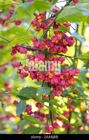 Europäische Spindel oder gemeinsamen Spindel (Euonymus europaeus) außerhalb der Blüte rot und rosa mit offenen Blüten die Samen auf ein natürliches Grün Hinterg sichtbar sind Stockfoto