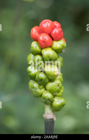 Details rote und grüne Beeren auf dem Stamm der schlangenkopf Arum (Arum maculatum) im Freien Stockfoto