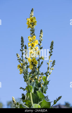 Gelbe Blüte denseflower Königskerze (molène Densiflorum) mit Stängel und Blätter draußen vor der blauen Himmel als Hintergrund Stockfoto