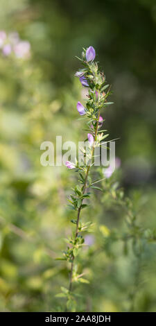 Stachelige restharrow (Ononis spinosa) eine Pflanze der traditionellen russischen Kräutermedizin als schmerzlindernde, entzündungshemmende, Laxantien, Flockungsmittel und Diuretikum Stockfoto