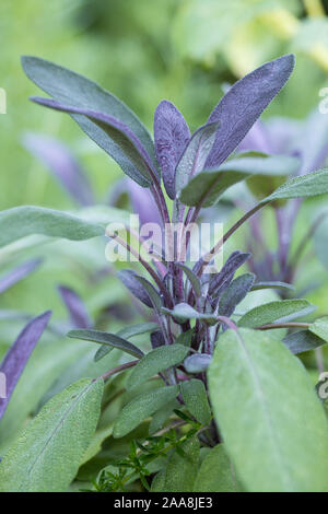 Nahaufnahme von Roten Garden Salbei (Salvia officinalis Purpurascens) mit frischen rot grün Blätter draußen im Garten auf eine Natürliche helle grüne unscharfe zurück Stockfoto