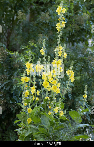 Viele gelbe Blüte denseflower Königskerze (molène Densiflorum) mit Stängel und Blätter draußen im Garten mit einem natürlichen Hintergrund der grüne Blätter treibt. Stockfoto