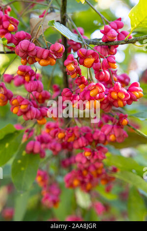 Europäische Spindel oder gemeinsamen Spindel (Euonymus europaeus) im Freien Blüte rot und rosa mit offenen Blüten die Samen auf ein natürliches Grün wieder sichtbar sind Stockfoto