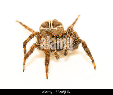 Jumping Spider auf weißem Hintergrund. Stockfoto