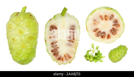 Oder morinda citrifolia Noni und Noni slice Draufsicht auf weißem Hintergrund. Stockfoto