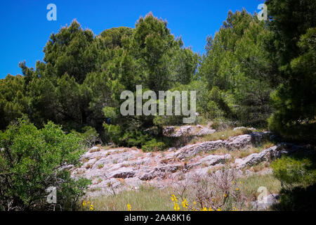 Regenschirm oder Zirbe Pinus pinea in typisch mediterrane garrigue Lebensraum Küste Stockfoto