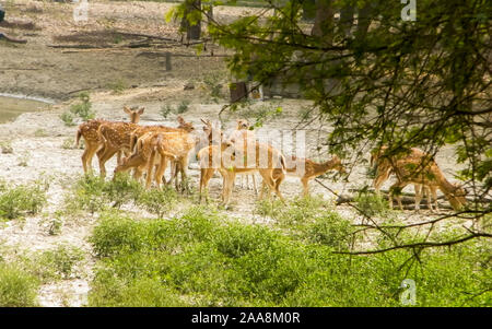 Eine Herde von damwild oder Chital (huftiere Wiederkäuer Säugetiere - cervidae Familie) in der Mitte der malerischen grünen Wald zurück Tropfen entdeckt. Bhadra Wi Stockfoto