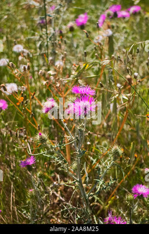 Galactites tomentosa, Lila Mariendistel wild wachsenden, Südfrankreich. Stockfoto