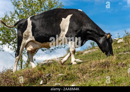 Schwarz-weiß gefleckte Milchkuh auf der Weide auf der Alp. Alpen, Südeuropa Stockfoto