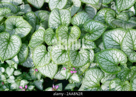 Kaukasusvergissmeinnicht (brunnera Macrophylla 'Jack Frost') Stockfoto