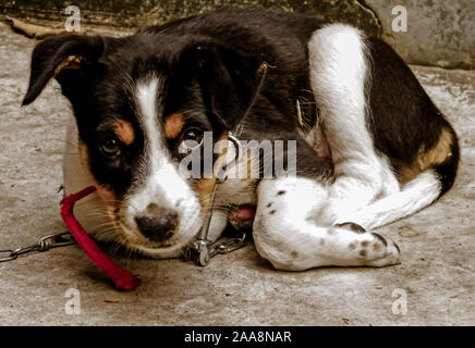 Einen netten Gemeinsamen indischen Paria streunenden Hund namens auch reine Rassen Native Hund oder Desi Straße Hund an der Kamera schaut. Vorderansicht Nahaufnahme portrait. Ein treuer c Stockfoto