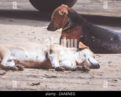 Die gemeinsamen Indischen Paria streunenden Hund namens auch reine Rassen Native Hund oder Desi Straße Hund auf der Straße von Kolkata, Indien, Südasien, Nahaufnahme, Porträt Stockfoto