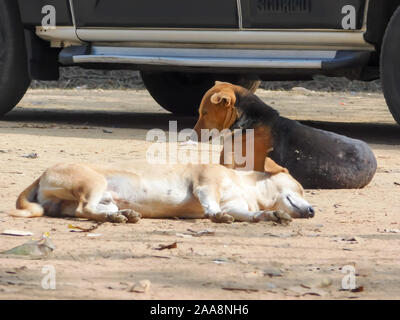 Zwei süße Gemeinsamen indischen Paria streunenden Hund namens auch reine Rassen Native Hund oder Desi Straße Hund auf der Straße von Kolkata, Indien, Südasien Nahaufnahme por Stockfoto