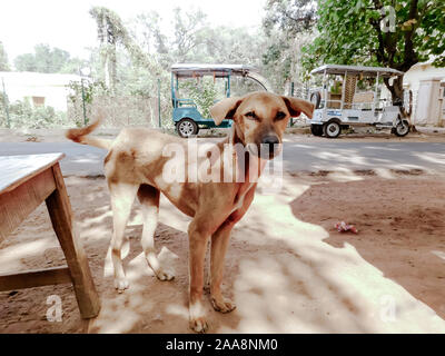 Die gemeinsamen Indischen Paria streunenden Hund namens auch reine Rassen Native Hund oder Desi Straße Hund in der Straße Straße von Kolkata, Indien, Südasien. Close up Po Stockfoto