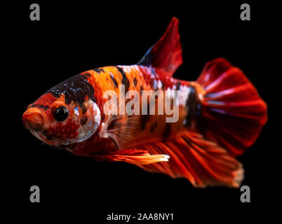 Half Moon nemo Betta Siamese fighting fish Bewegung mit schwarzem Hintergrund. Stockfoto