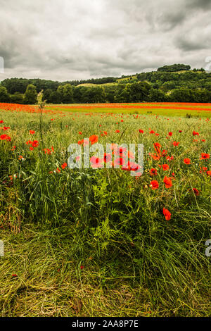 Farbe der Felder Ray Boswell Stockfoto
