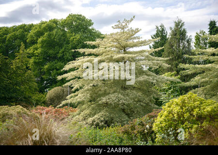 Weißbunter Etagen-Hartriegel (Cornus controversa 'Variegata') Stockfoto