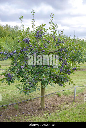 Zwetsche (Prunus domestica 'Topper') Stockfoto