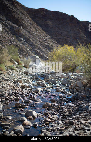 Kleinen Büschen neben einem Bach in den Anza Borrego State Park, Palm Canyon Stockfoto