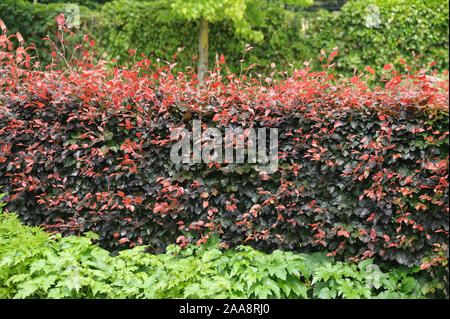 Blut-Buche (Fagus sylvatica 'Atropunicea') Stockfoto