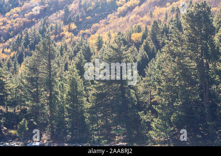 Schönen grünen Kiefer Tanne Wald Baum auf hohen Bergen im Hintergrund. Gelbe Bäume im Herbst mit den herbstlichen Wald im Vordergrund beleuchtet von Sun. Foggy Hill l Stockfoto
