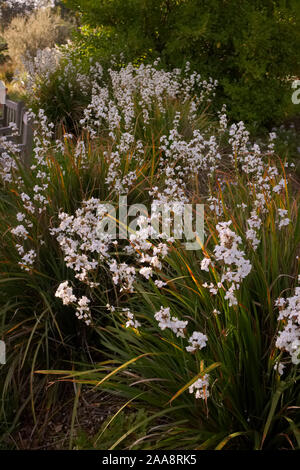 Libertia Grandiflora AGM Stockfoto