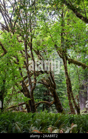 Einzigartige, Moos bedeckt Ahorn Bäume in hohen Bäumen Grove Stockfoto