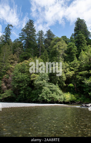 Flache ruhigen Redwood Creek mit einem steinigen Boden in einem grünen Wald Stockfoto