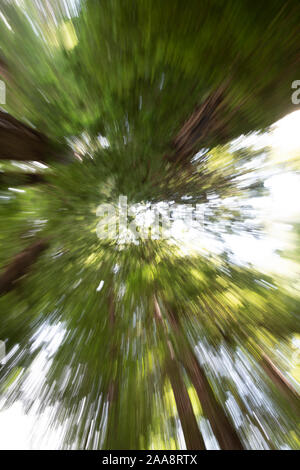 Verschwommene Sicht bis in Redwood Baum Vordächer in hohen Bäumen Grove suchen Stockfoto