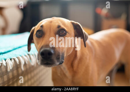 Traurig, schuldig, Hund mit Schlappohren und große braune Welpen Hund Augen Stockfoto