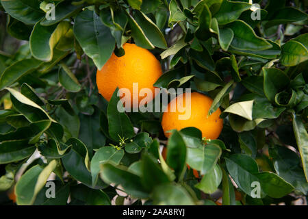 Reifen Orangen wachsen auf einem Baum Stockfoto