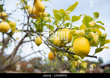 Gelbe Zitronen wachsen am Baum reifen Stockfoto