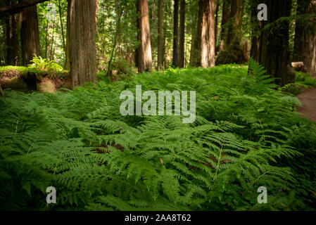 Bett von Farnen in einem nördlichen Kalifornien Redwood Forest Stockfoto