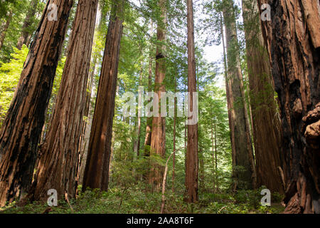 Redwood Bäumen im Humboldt Redwoods State Park, Kalifornien Stockfoto