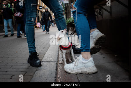 Chihuahua Hund sitzen auf der Straße, mit Blick auf seine Besitzer Stockfoto