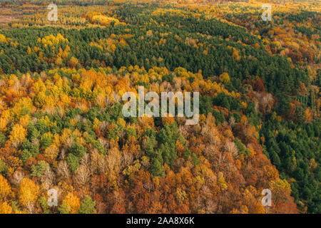 Herbst Wald Luftaufnahme. Wald in Orange und Grün Stockfoto