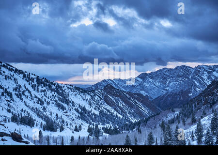 Schnee und Pinien in der Wasatch Berge in Utah, USA Stockfoto