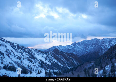 Schnee und Pinien in der Wasatch Berge in Utah, USA Stockfoto