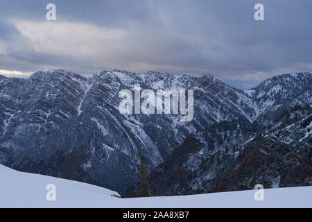 Schnee und Pinien in der Wasatch Berge in Utah, USA Stockfoto